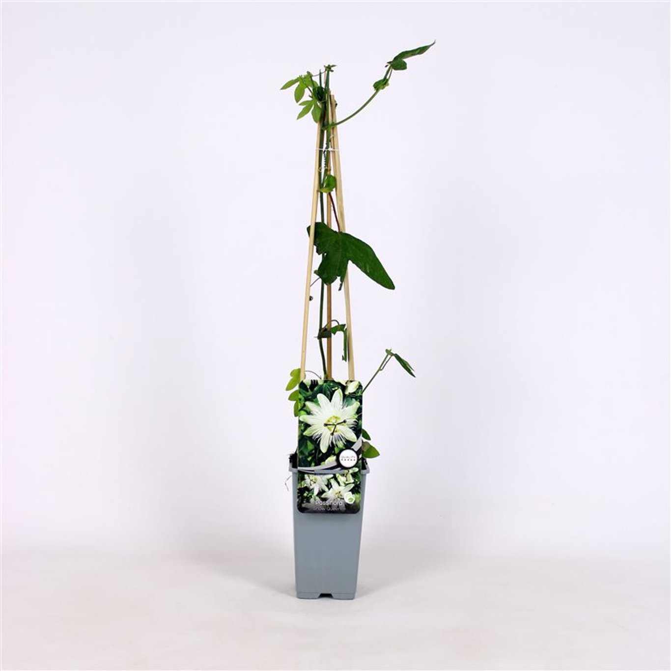Passiflora 'Snow Queen' ® - C2 70/+ CM